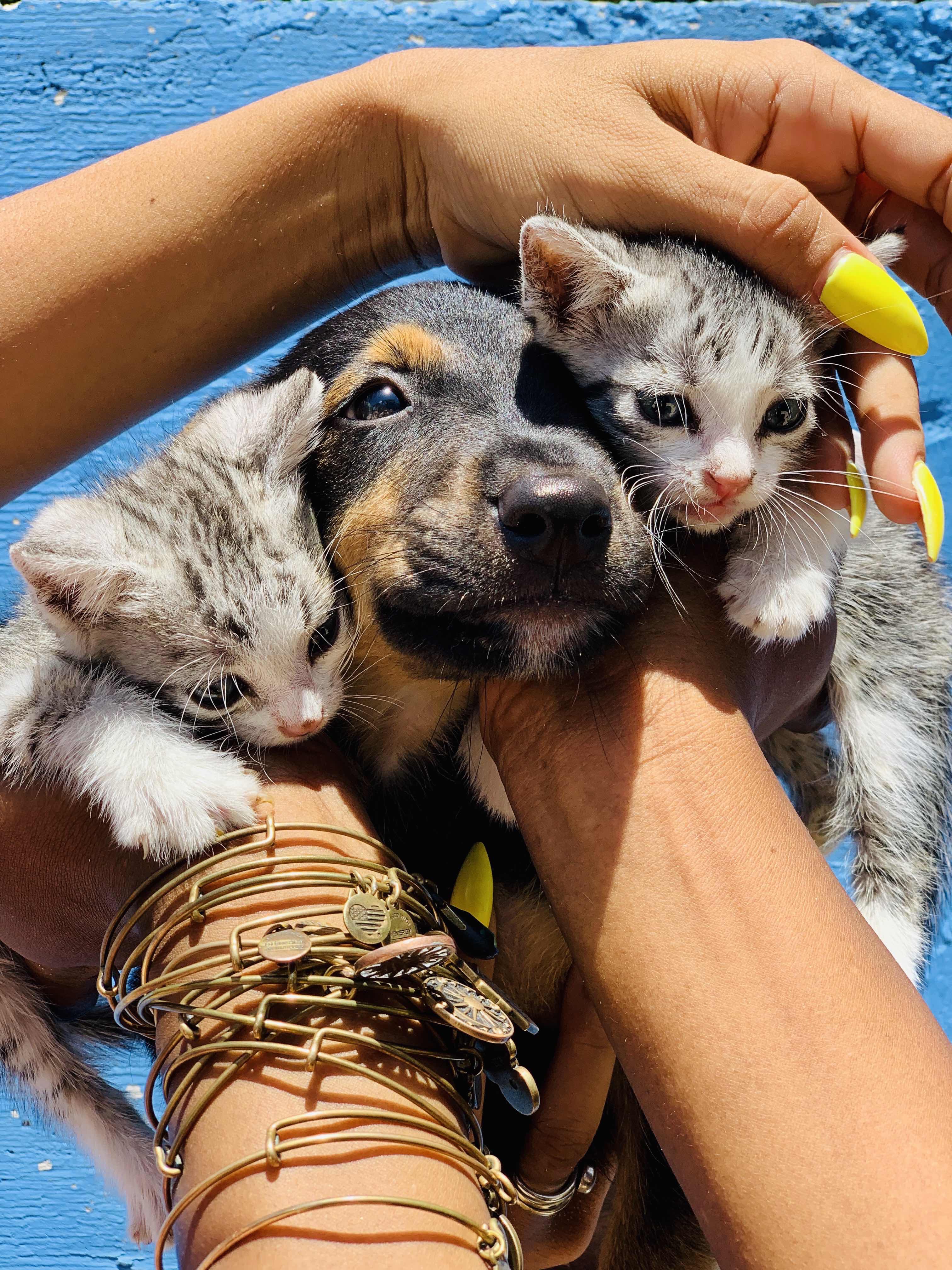 Two tabby kittens with a black puppy