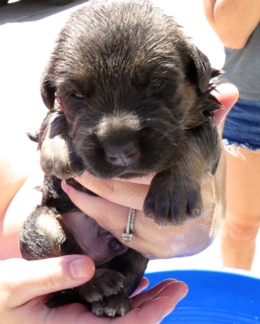 A scene from the puppy wash held on November 26, 2016 at the St. James School of Medicine