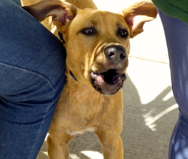 A scene from the puppy wash held on November 26, 2016 at the St. James School of Medicine