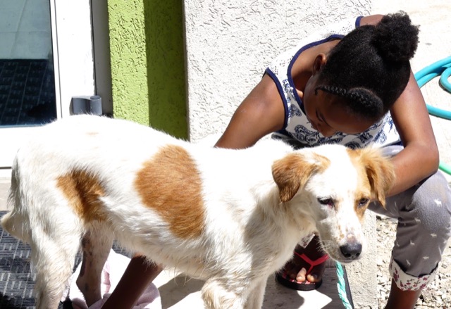 A scene from the puppy wash held on November 26, 2016 at the St. James School of Medicine