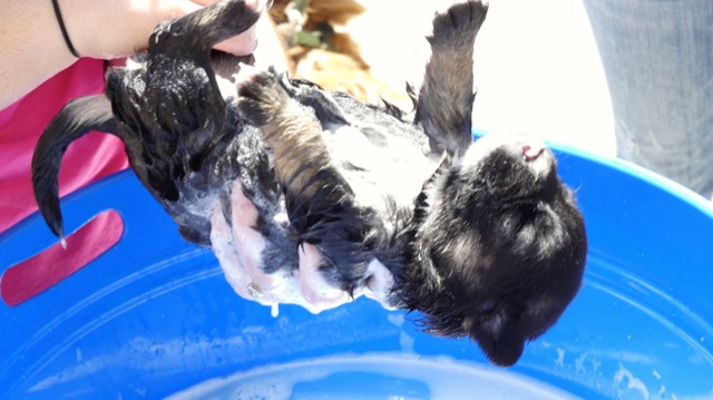 A scene from the puppy wash held on November 26, 2016 at the St. James School of Medicine