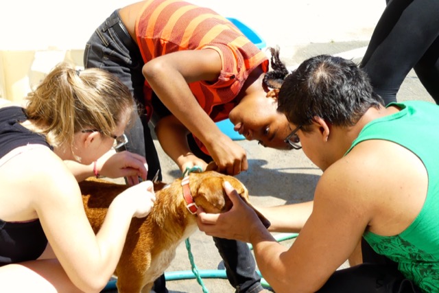 A scene from the puppy wash held on November 26, 2016 at the St. James School of Medicine