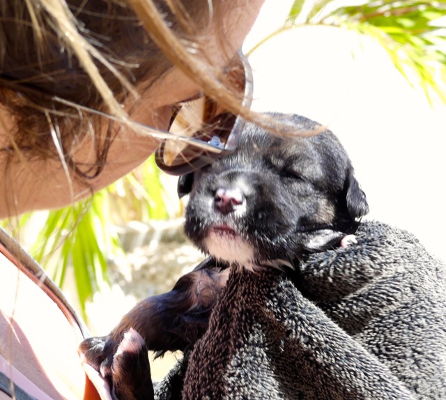 A scene from the puppy wash held on November 26, 2016 at the St. James School of Medicine