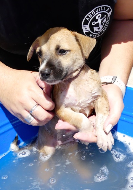 A scene from the puppy wash held on November 26, 2016 at the St. James School of Medicine