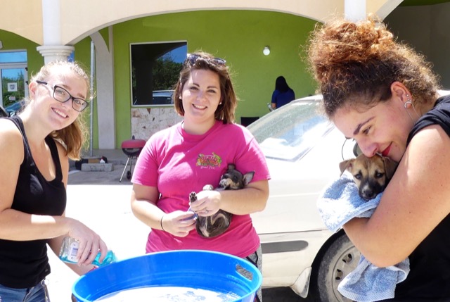 A scene from the puppy wash held on November 26, 2016 at the St. James School of Medicine