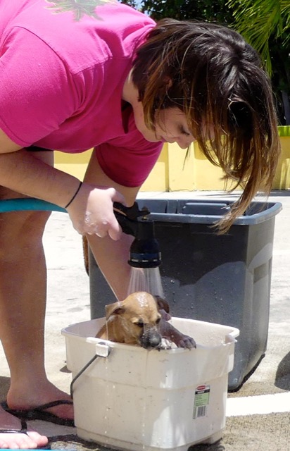 A scene from the puppy wash held on November 26, 2016 at the St. James School of Medicine