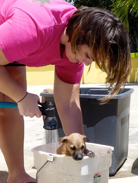 A scene from the puppy wash held on November 26, 2016 at the St. James School of Medicine