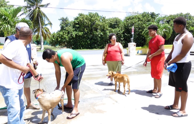 A scene from the puppy wash held on November 26, 2016 at the St. James School of Medicine