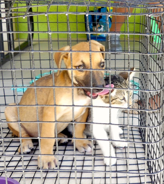 A scene from the puppy wash held on November 26, 2016 at the St. James School of Medicine