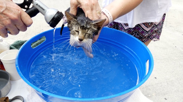 A scene from the puppy wash held on November 26, 2016 at the St. James School of Medicine