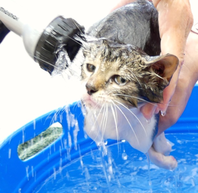 A scene from the puppy wash held on November 26, 2016 at the St. James School of Medicine