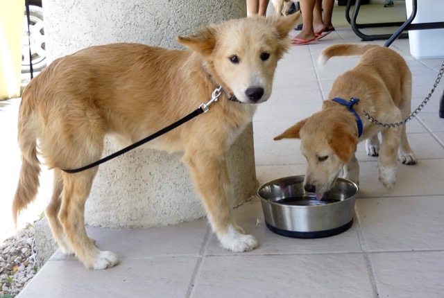 A scene from the puppy wash held on November 26, 2016 at the St. James School of Medicine