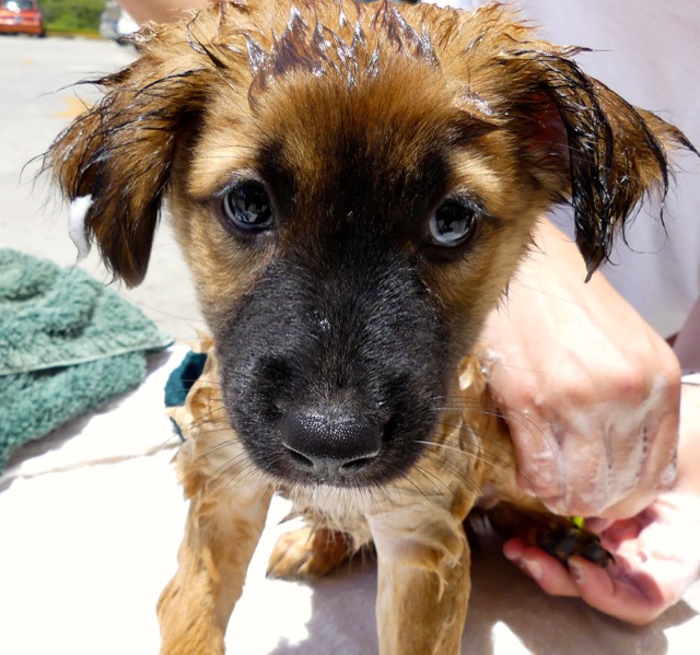 A scene from the puppy wash held on November 26, 2016 at the St. James School of Medicine