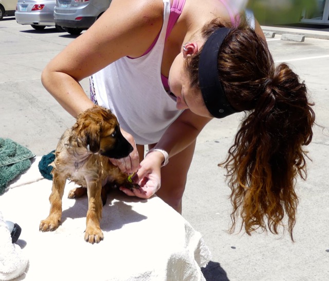 A scene from the puppy wash held on November 26, 2016 at the St. James School of Medicine