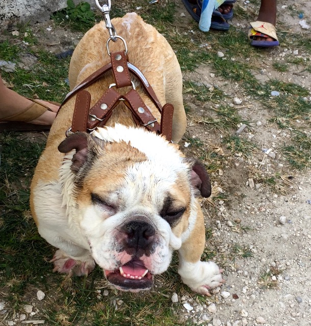 A scene from the puppy wash held on March 18, 2016 at Blowing Point