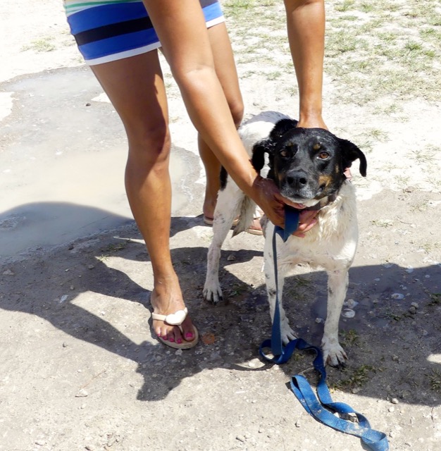 A scene from the puppy wash held on March 18, 2016 at Blowing Point