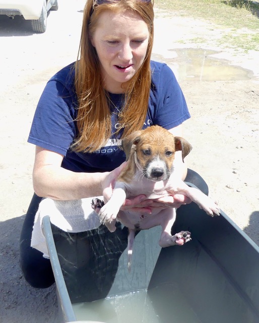 A scene from the puppy wash held on March 18, 2016 at Blowing Point
