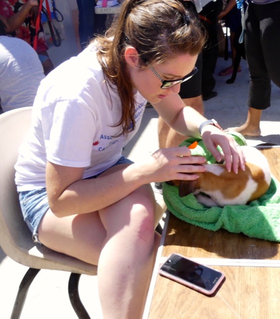 A scene from the puppy wash held on March 18, 2016 at Blowing Point