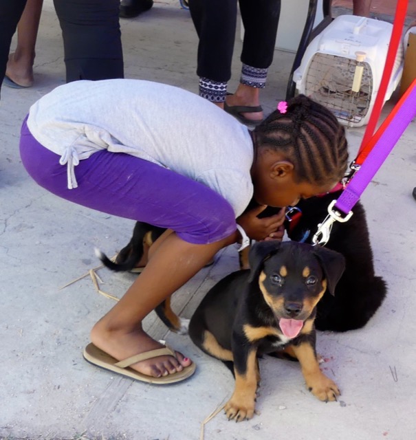 A scene from the puppy wash held on March 18, 2016 at Blowing Point