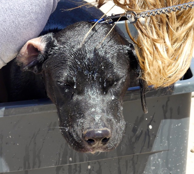 A scene from the puppy wash held on March 18, 2016 at Blowing Point