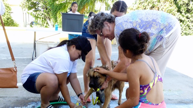 A scene from the puppy wash held on November 26, 2016 at the St. James School of Medicine