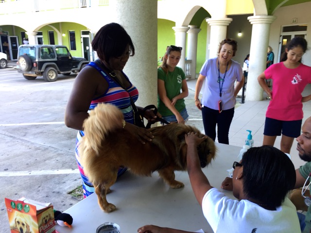 A scene from the puppy wash held on November 26, 2016 at the St. James School of Medicine