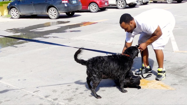 A scene from the puppy wash held on November 26, 2016 at the St. James School of Medicine