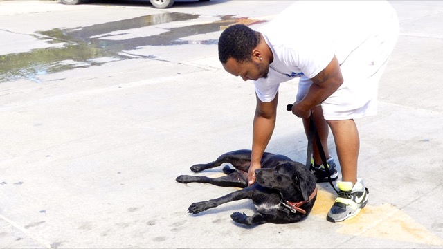 A scene from the puppy wash held on November 26, 2016 at the St. James School of Medicine