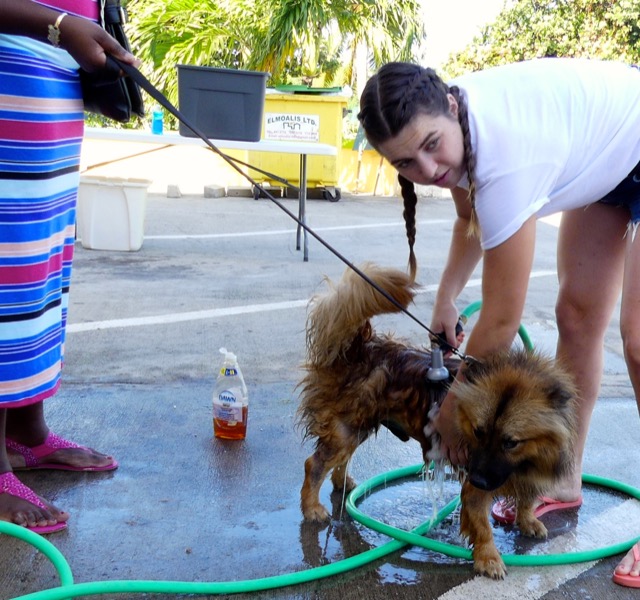 A scene from the puppy wash held on November 26, 2016 at the St. James School of Medicine