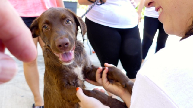 A scene from the puppy wash held on November 26, 2016 at the St. James School of Medicine