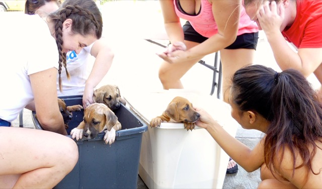 A scene from the puppy wash held on November 26, 2016 at the St. James School of Medicine