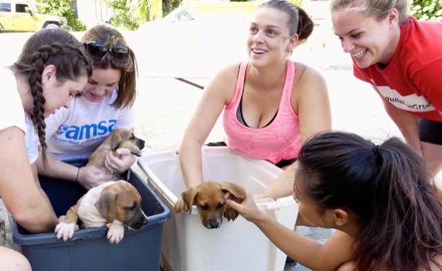 A scene from the puppy wash held on November 26, 2016 at the St. James School of Medicine