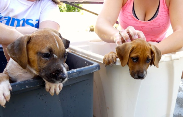 A scene from the puppy wash held on November 26, 2016 at the St. James School of Medicine