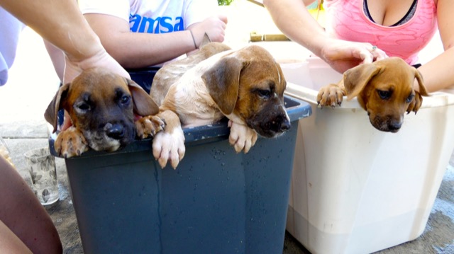 A scene from the puppy wash held on November 26, 2016 at the St. James School of Medicine