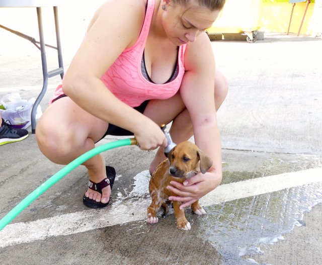 A scene from the puppy wash held on November 26, 2016 at the St. James School of Medicine