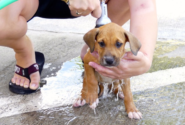 A scene from the puppy wash held on November 26, 2016 at the St. James School of Medicine