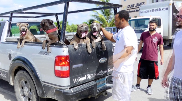 A scene from the puppy wash held on November 26, 2016 at the St. James School of Medicine