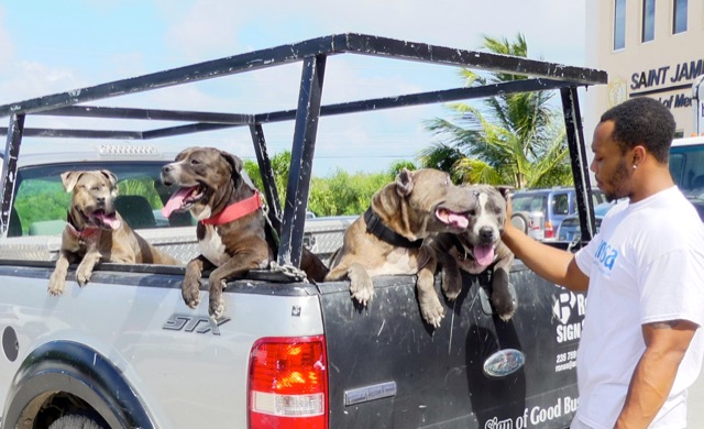 A scene from the puppy wash held on November 26, 2016 at the St. James School of Medicine