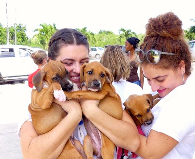 A scene from the puppy wash held on November 26, 2016 at the St. James School of Medicine