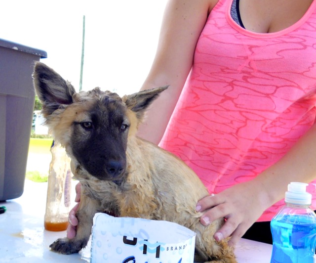 A scene from the puppy wash held on November 26, 2016 at the St. James School of Medicine