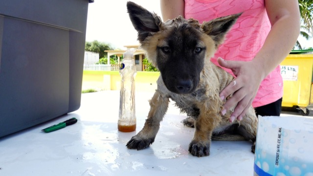 A scene from the puppy wash held on November 26, 2016 at the St. James School of Medicine