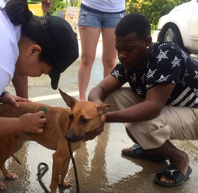 A scene from the puppy wash held on November 26, 2016 at the St. James School of Medicine