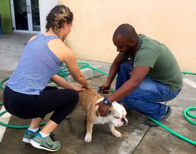 A scene from the puppy wash held on November 26, 2016 at the St. James School of Medicine