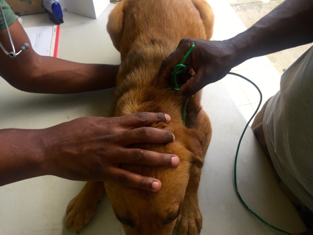 A scene from the puppy wash held on November 26, 2016 at the St. James School of Medicine