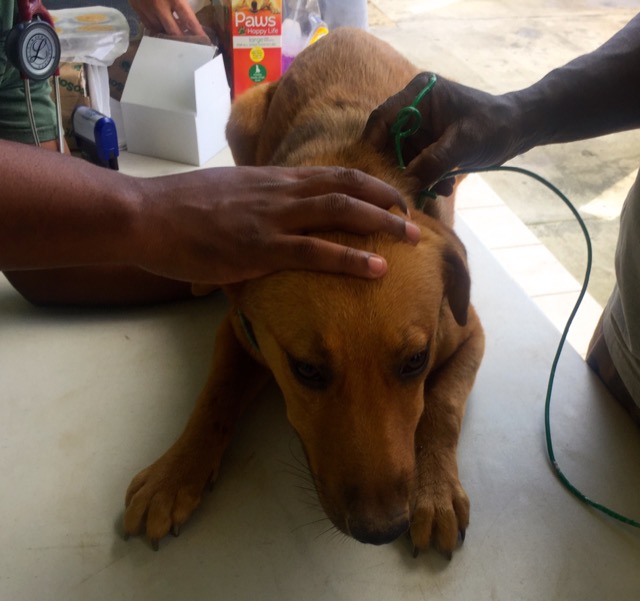 A scene from the puppy wash held on November 26, 2016 at the St. James School of Medicine