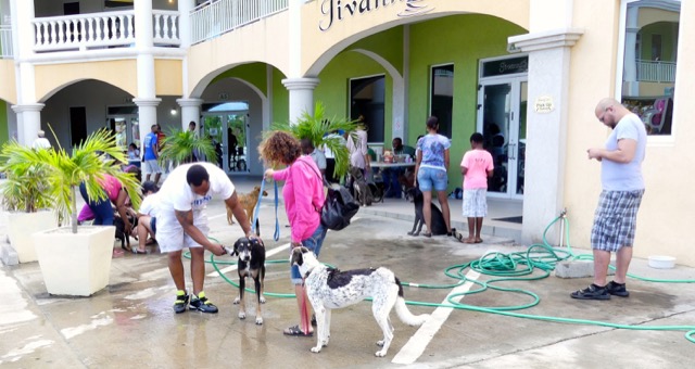 A scene from the puppy wash held on November 26, 2016 at the St. James School of Medicine