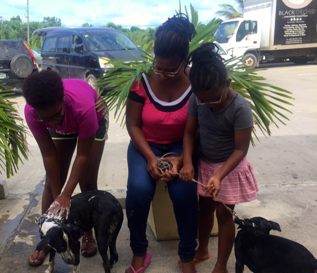 A scene from the puppy wash held on November 26, 2016 at the St. James School of Medicine