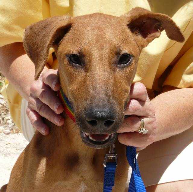 Sandy, the puppy found in a salt pond, wrapped in plastic bag, has thrived and is a loving beautiful dog