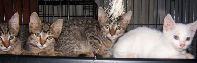 Kittens at the shelter in November