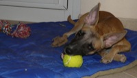 Allie on her pad with a tennis ball